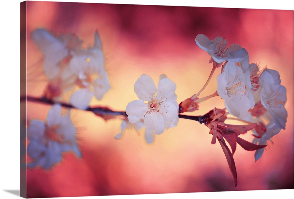 Large photo on canvas of a flowering tree branch.
