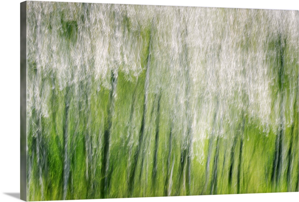 Blurred motion image of a a row of blossoming trees, creating an abstract image.