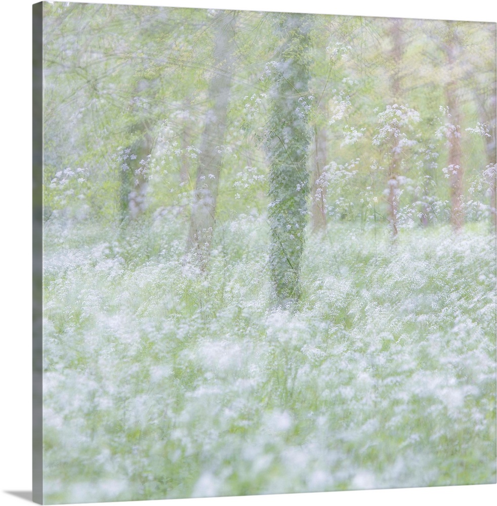 Dreamlike photograph of a forest filled with small white flowers and a blurred appearance.