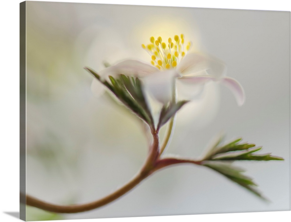 Dreamlike image of a white flower growing off of a long stem with green leaves on a blurred background.