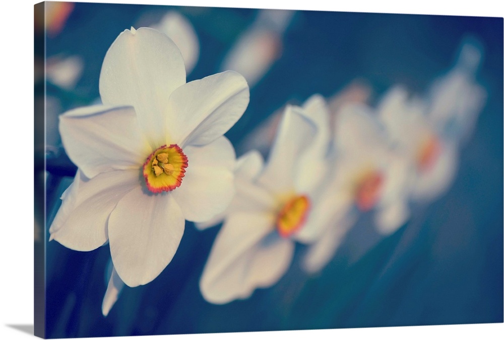Horizontal photograph on a large wall hanging of big, blooming flowers in a row, focus becomes softer on the right side of...
