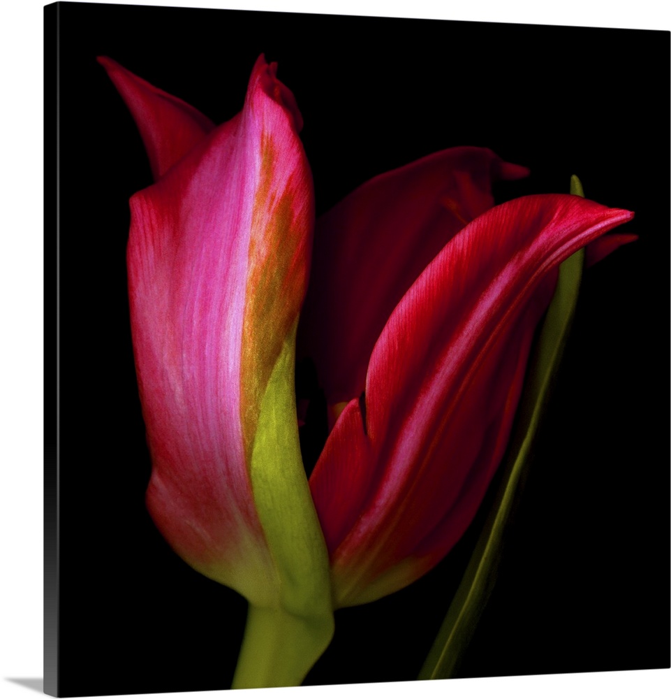 A single red star tulip on a black background.