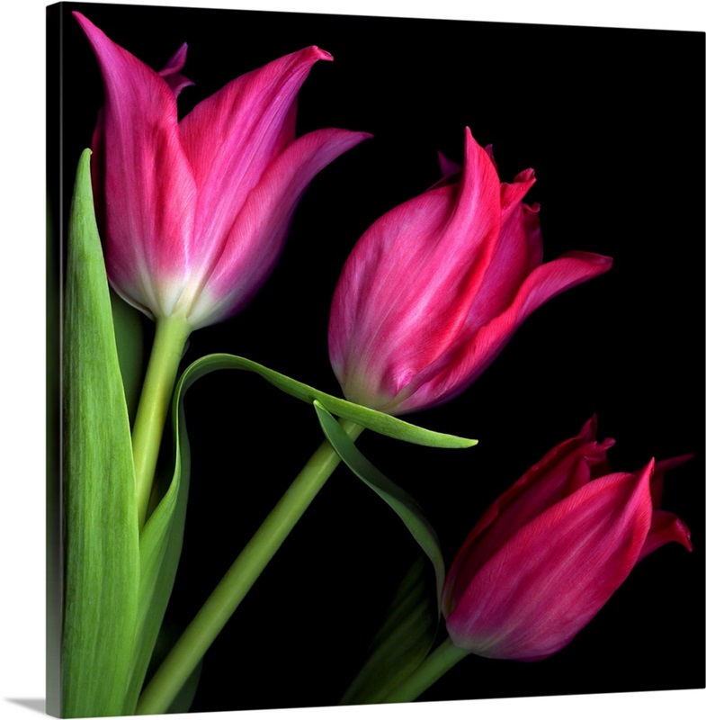 Star tulips Wall Art, Canvas Prints, Framed Prints, Wall Peels Great