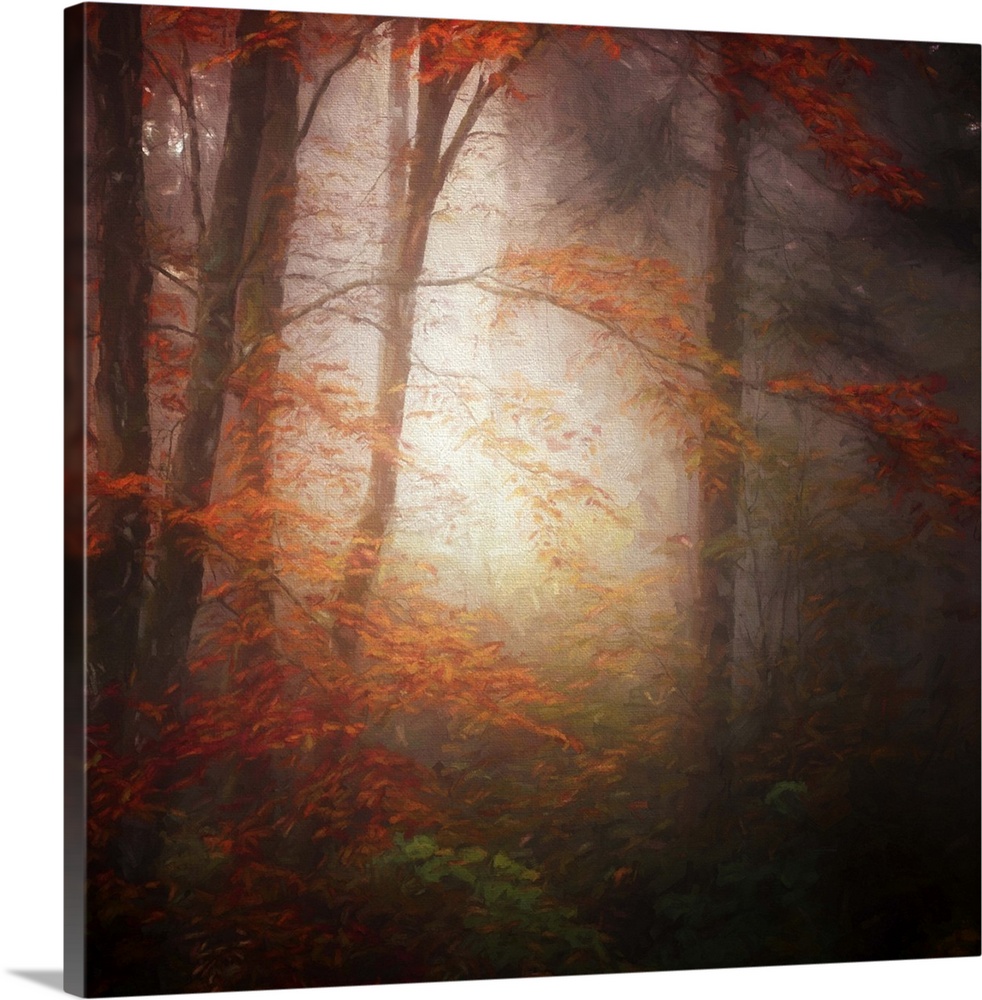 Sunlight shining in a misty autumn forest creating an eerie glow.