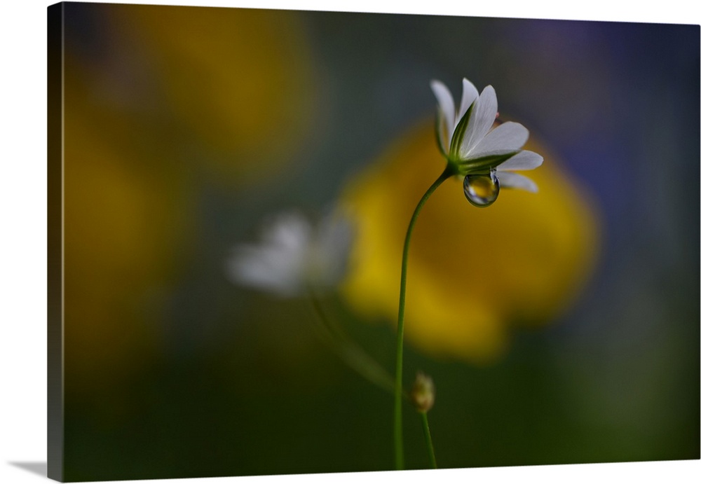 Macro photograph of very tiny wild flowers in Norway with a large water drop underneath the petals.