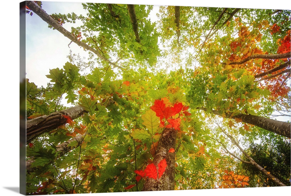 Trees seen from low angle with red leaves in the foreground