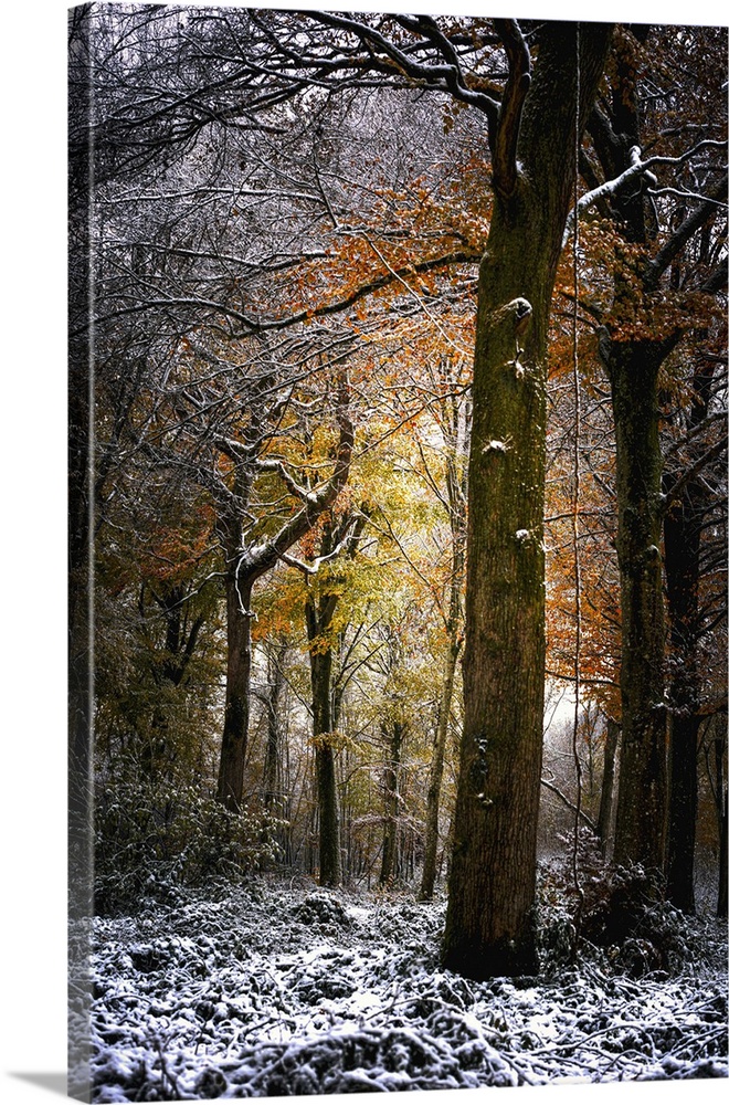 A serene forest scene showcases tall trees with a mix of autumn leaves and freshly fallen snow covering the ground. Sunlig...