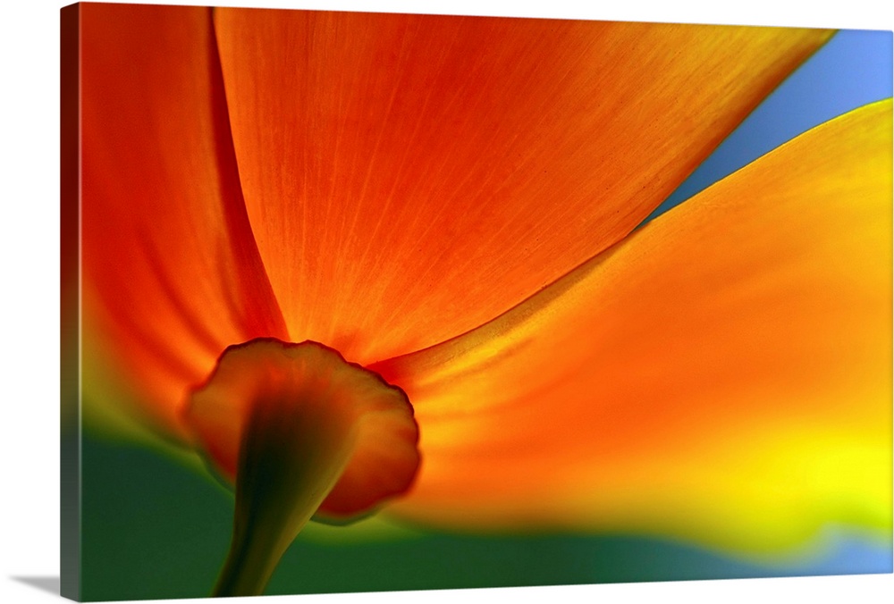 A close up photograph of a flower blossom taken from below and behind near the stem in this floral wall art for the home o...