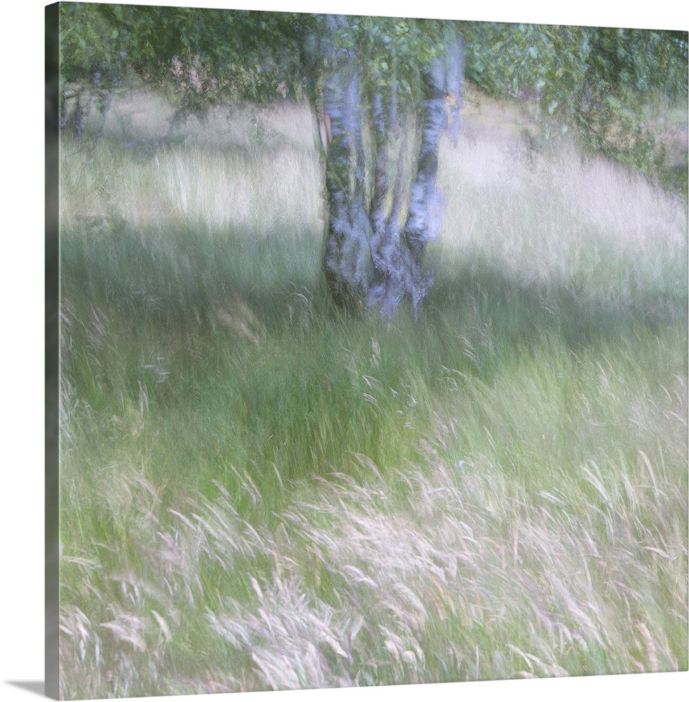 A soft gentle impressionistic image of the breeze bl;owing through grasses beneath a silver birch tree.