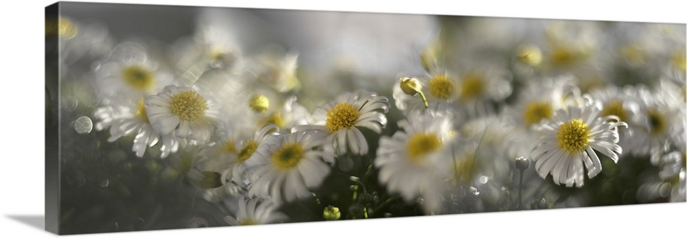 Several photos of flowering daises blended together.