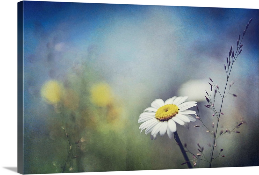 Little white daisy focused in the foreground against a dramatically blurred background.