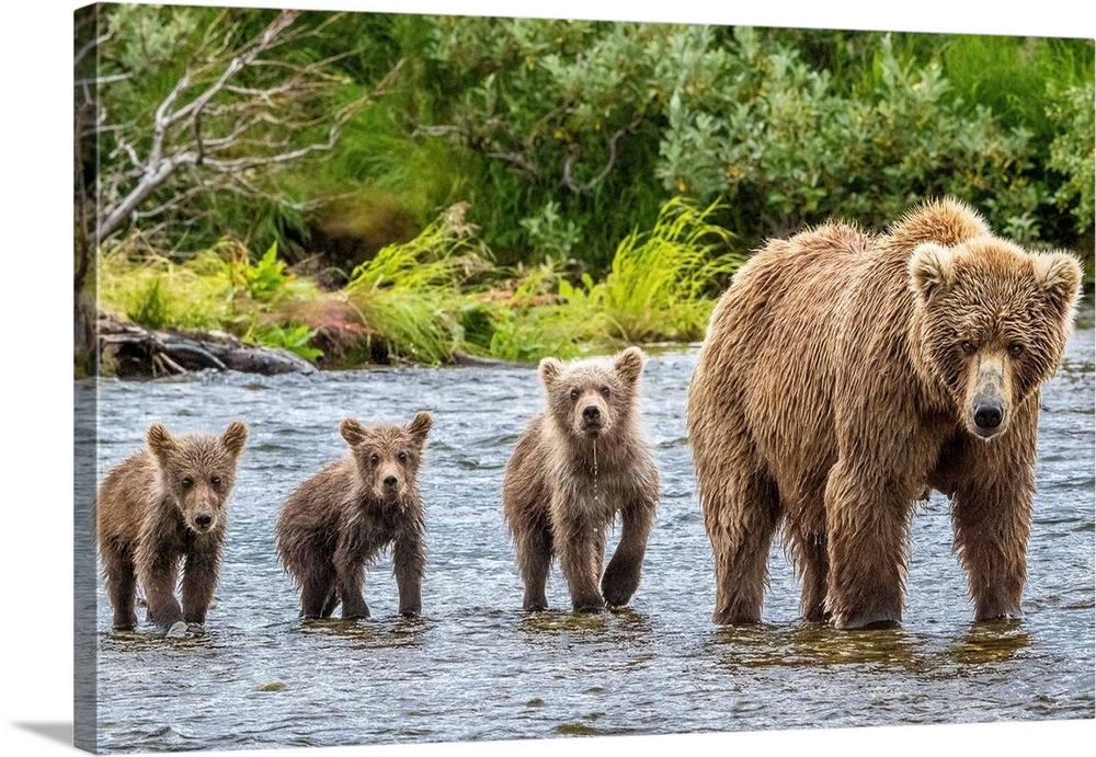 A mother Grizzly bear and her three cubs wading in a river.