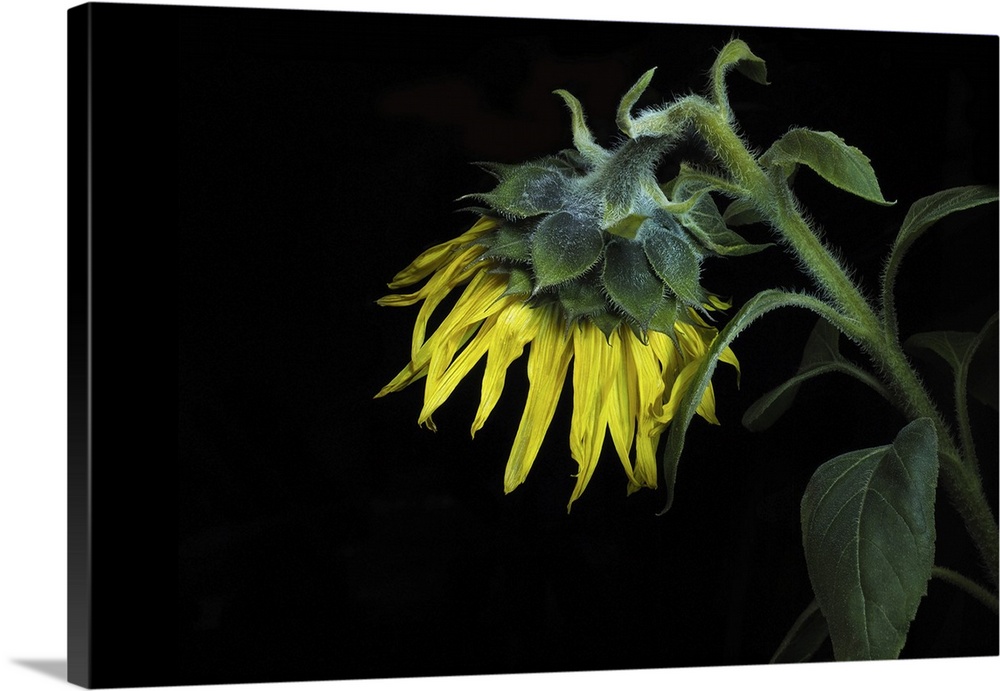 Close-up of a sunflower on a black background