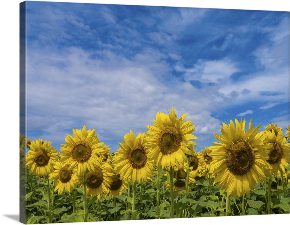 In Tuscany the sunflower season is very beautiful, there are endless expanses of sunflower fields, it is a unique spectacl...