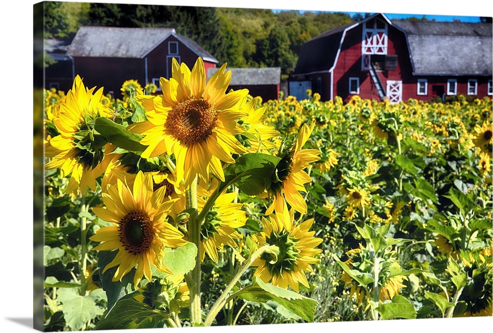 Sunflowers Field with a Red Barn.