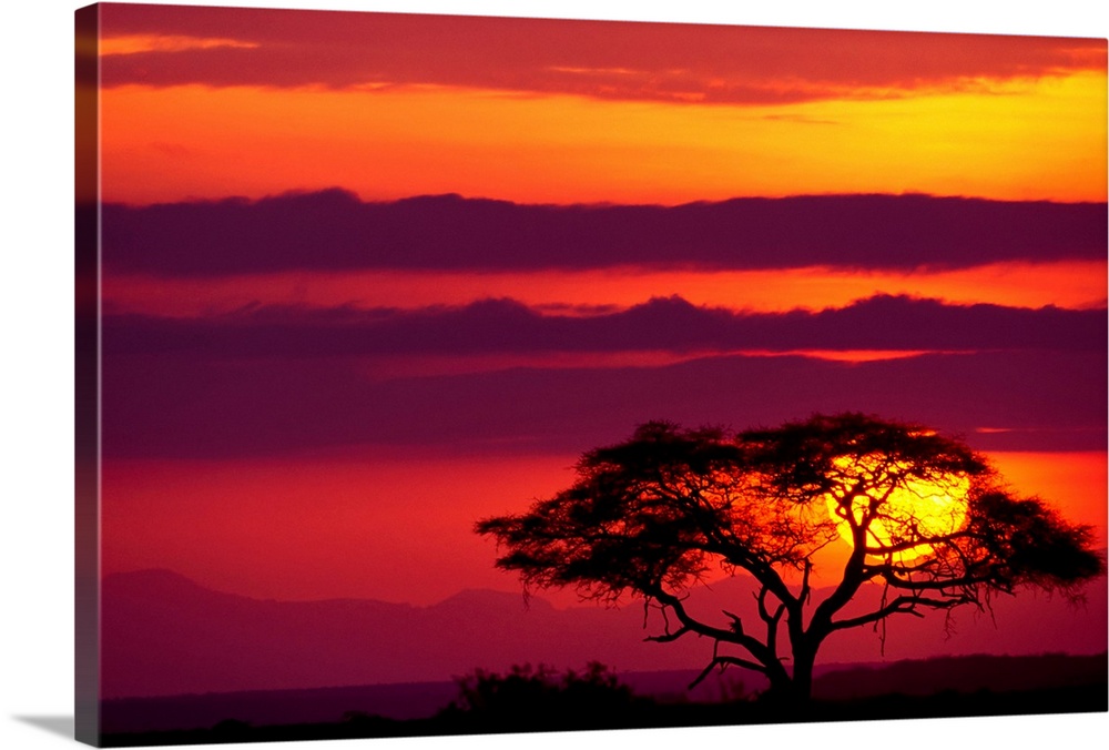 Large photograph shows a lone acacia tree sitting within Amboseli National Park in Kenya while the sun begins to set and c...