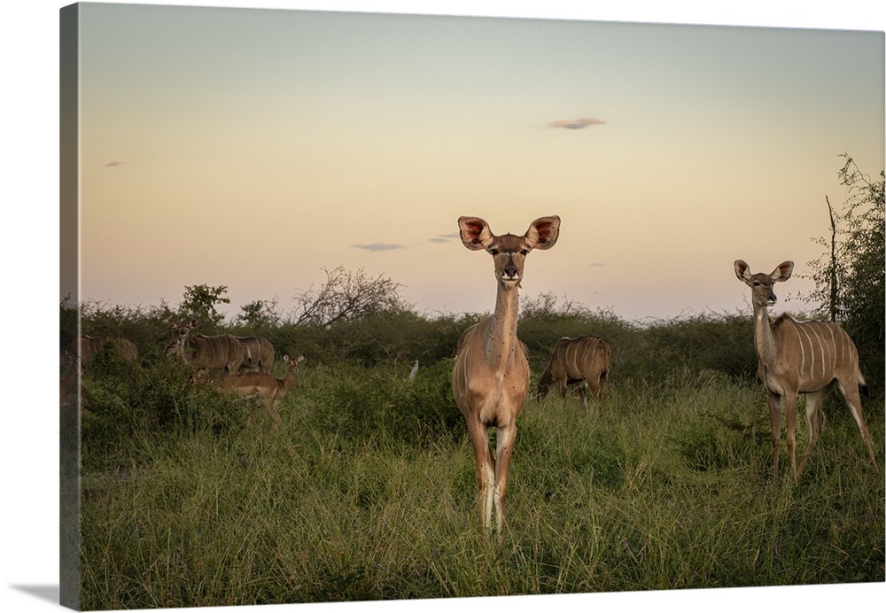 Kudu herd at sunset.