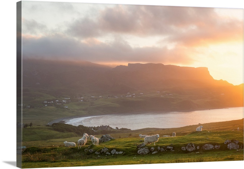 Rural scene on skye island in scotland with cheeps under sunset on the north coast with moutains on the background