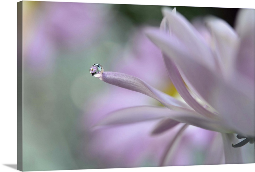 A macro photograph of a water droplet sitting on the edge of a white flower petal.