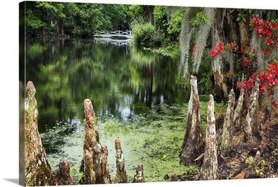 Swamp Cypress and Azalea