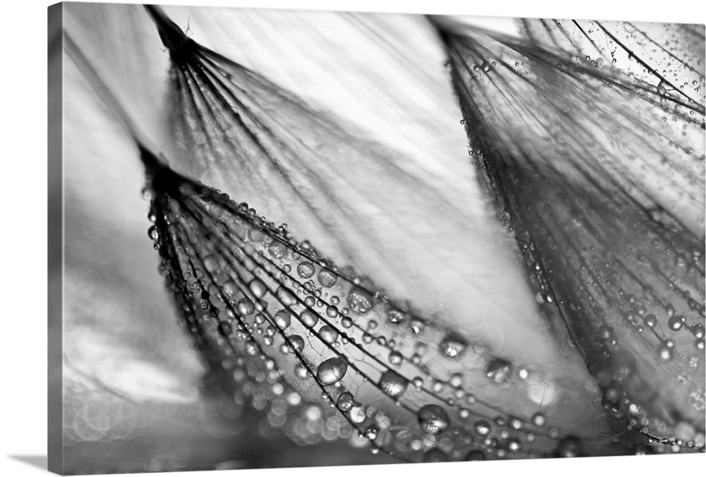 A large black and white photograph taken close up of a flower that has beads of water collected on its feather like petals.