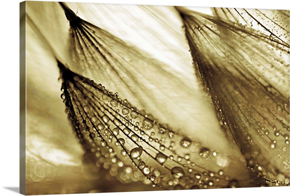 Gold tinted photograph of rain droplets attached to leaning flowers.