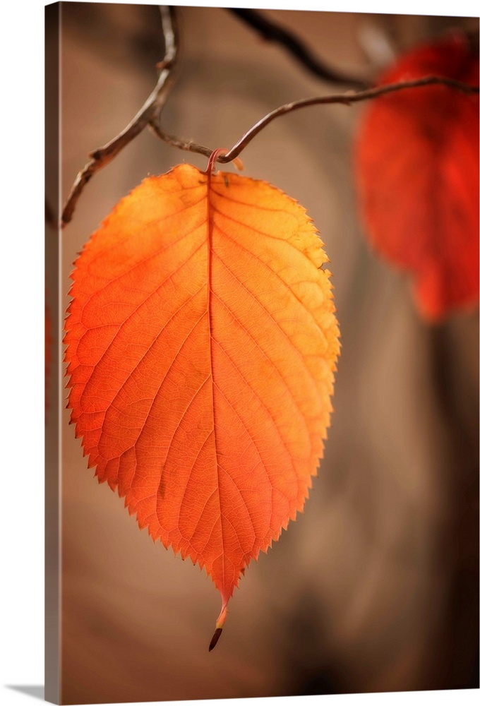 Fine art photo of a round leaf ready to fall with another leaf out of focus in the background in autumn.