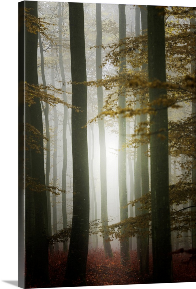Fine art photo of a misty forest illuminated with light from the setting sun.