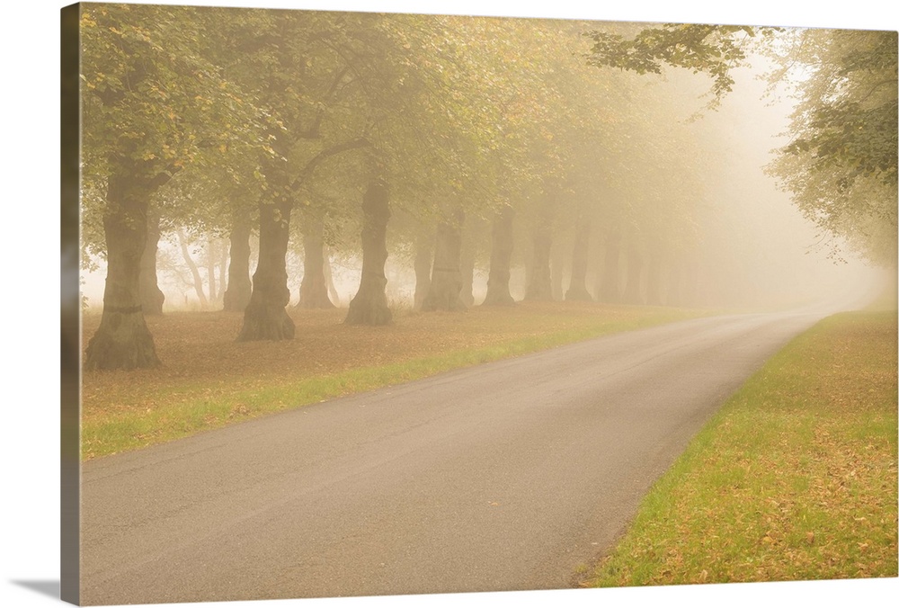 A photograph of a tree lined road on a foggy day.