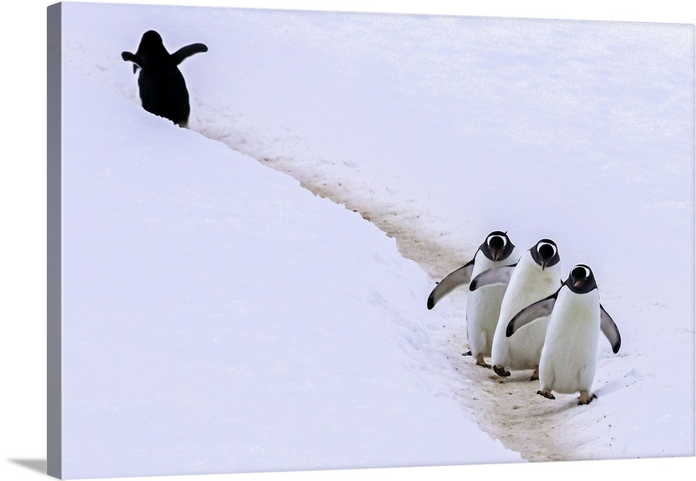 A Gentoo penguin walking off from his trio of friends on a snowy path.