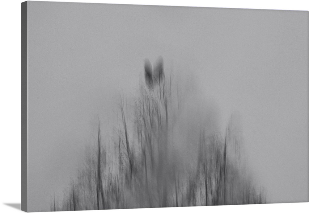 Two crows on a gray rainy day.