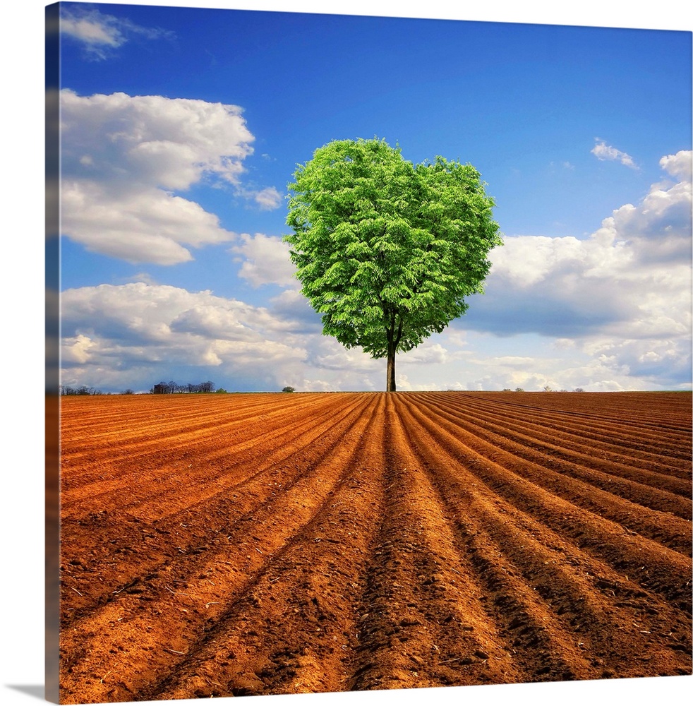 A tree with a heart shaped top is photographed from a distance standing alone in a large dirt field.