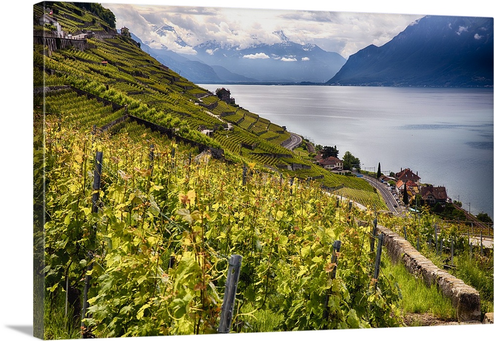 The Lavaux vineyards on the green hills surrounding Lac Leman in the Vaud canton of Switzerland.