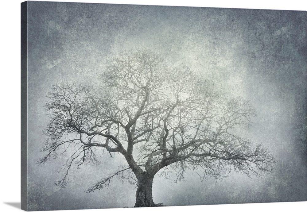 Photograph of a single large leafless tree with a textured white and blue-grey background.