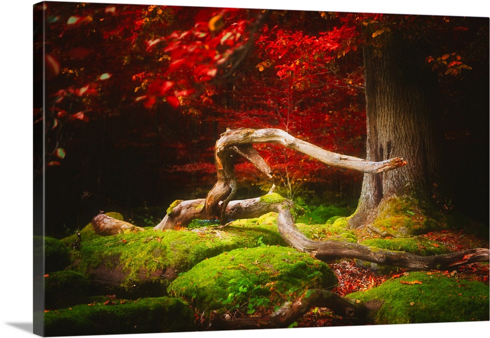 A twisting branch on a mossy forest floor surrounded by deep red leaves.