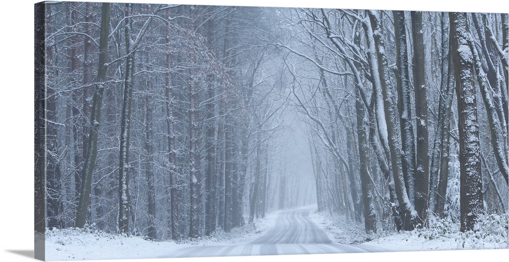 A panoramic winter image of a road receeding into the distance through a woodland covered in snow and hoar frost in soft g...