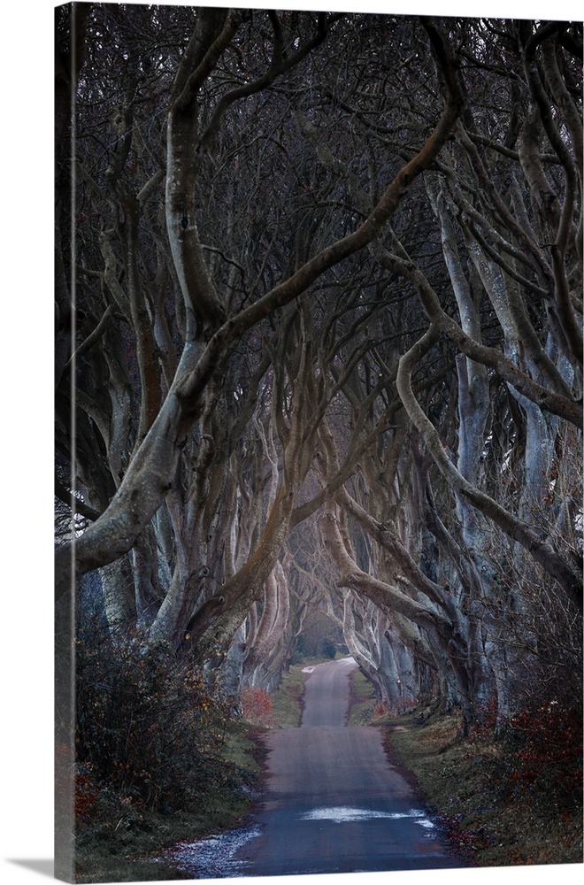 The Dark Hedge in Northern Ireland on a snowy evening.