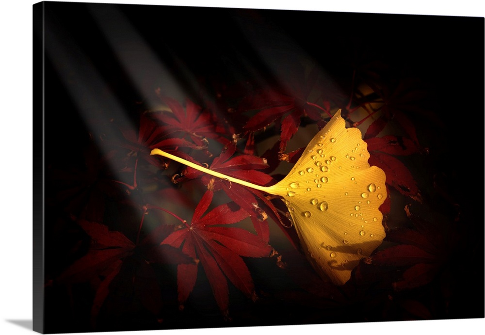Fine art photograph of a single yellow ginkgo leaf on a bed of red maple leaves.