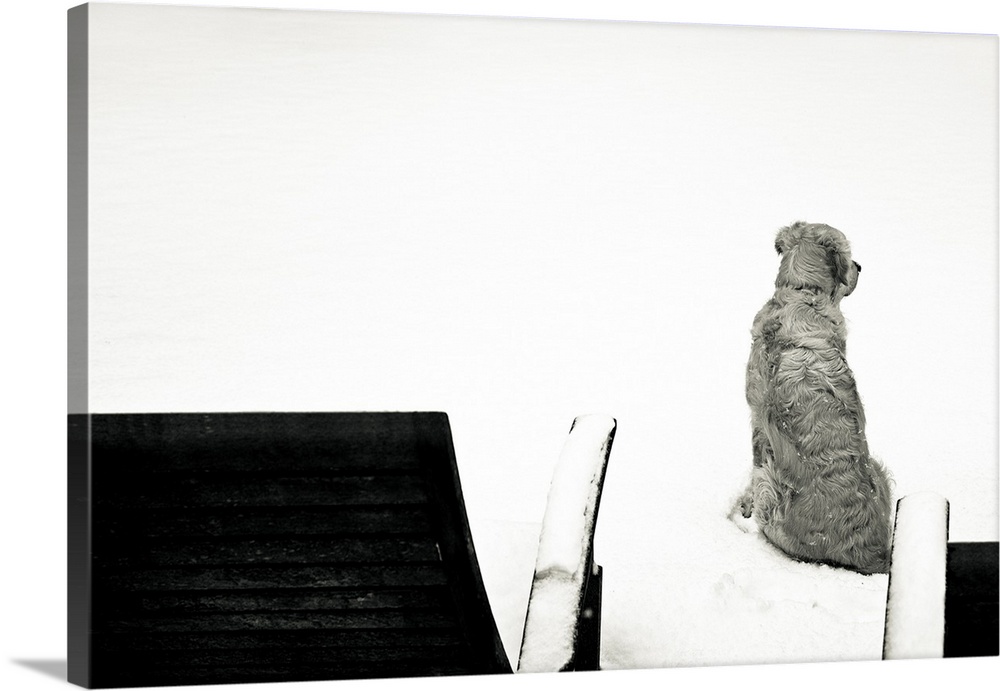 A photo of dog sitting on a snow covered landscape with chairs in the foreground.