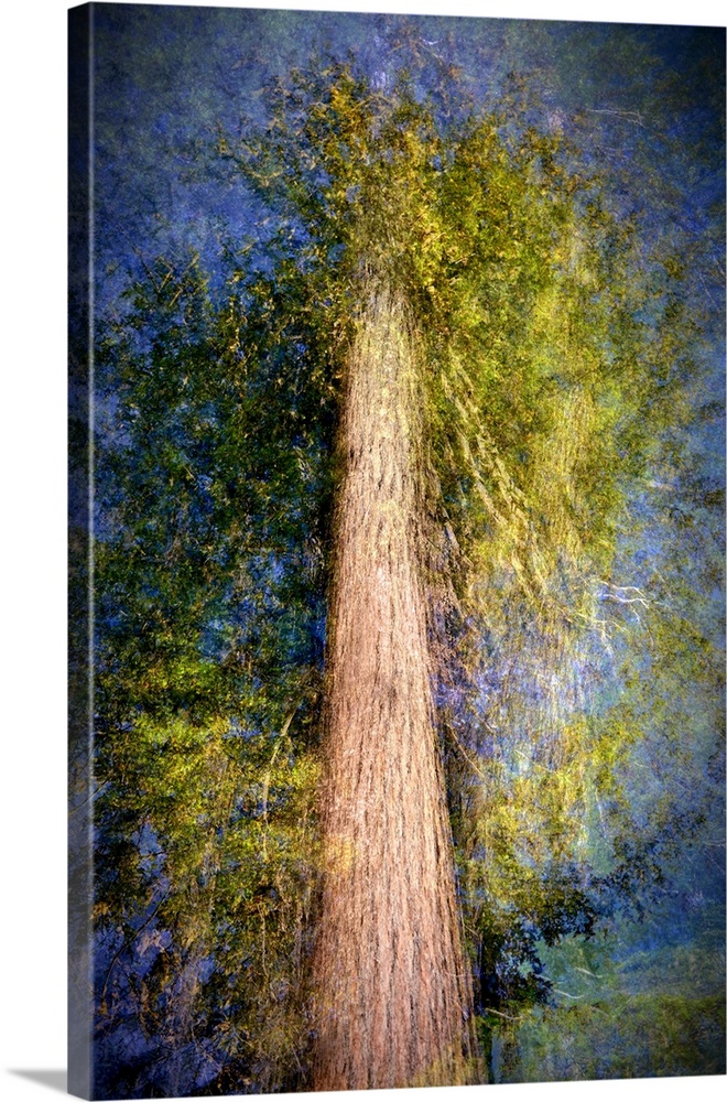 Artistic photograph looking up at a tall tree taken in multiple exposures.