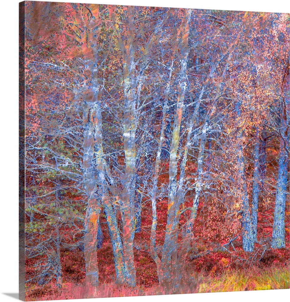 An iridescent pink and blue magenta impressionistic winter autumn fall woodland of bare trees.