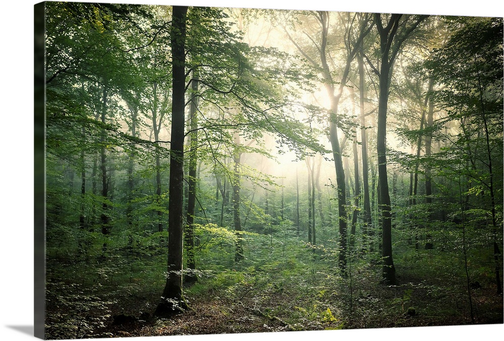 Fine art photo of a forest in late afternoon light.