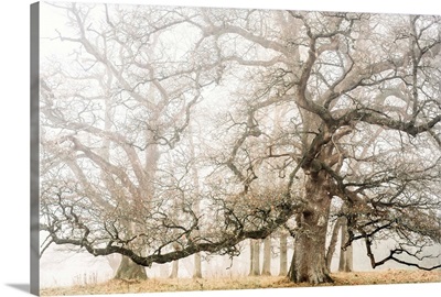 The ghost oaks