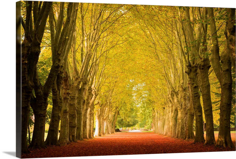 Fine art photo of a path leading through a grove of trees forming an archway with their branches.