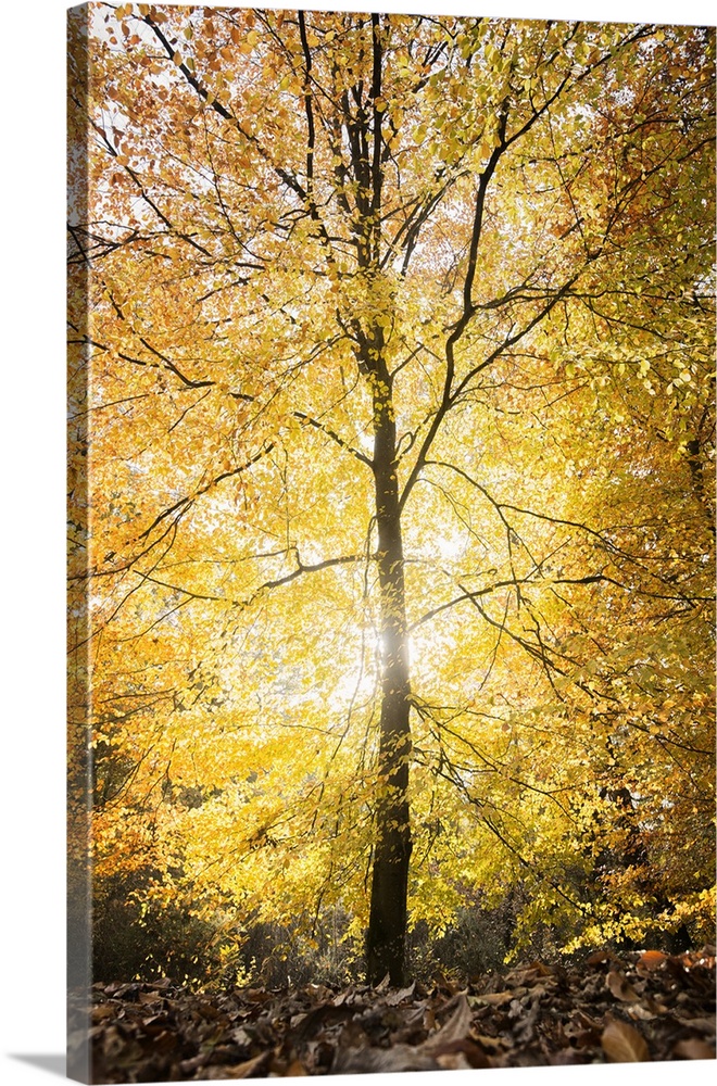 Single yellow lighting tree at fall in a forest in France, vertical shot with hard light in the center.