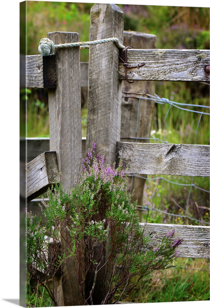 Fine art photo of a wooden fence post wit thistle plants growing at the base.