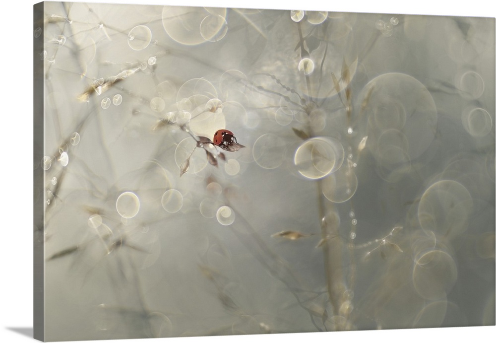 Several images of straw taken with a Helios lens that gives these beautiful reflections and the soft expression. Photograp...