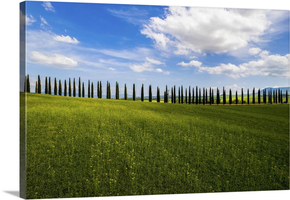 Near Pienza in Tuscany there is a farmhouse with characteristic cypresses. It is a classic image of a Tuscan landscape in ...