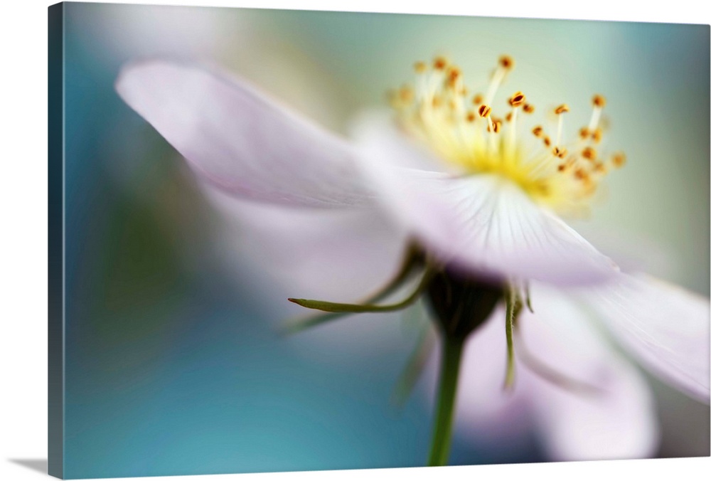 Macro photograph of a white flower with a shallow depth of field.