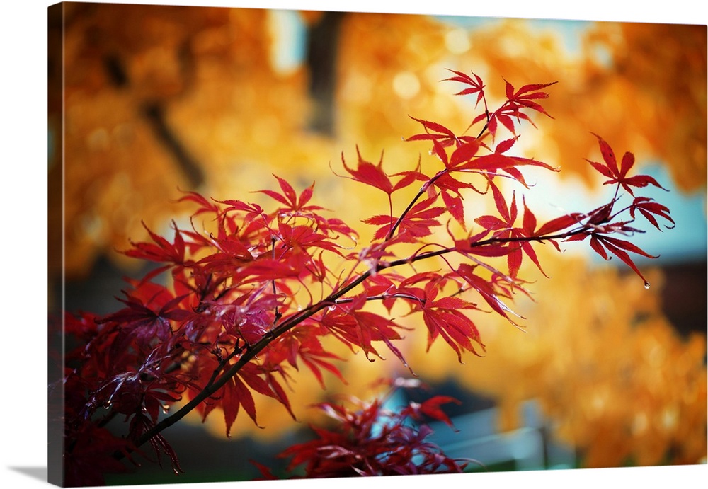 Fine art photograph of a branch with red maple leaves.